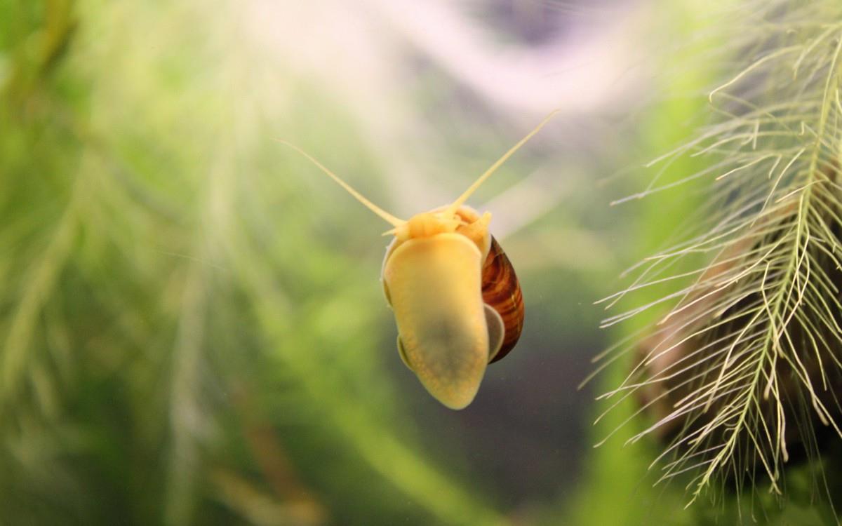 蜗牛图片