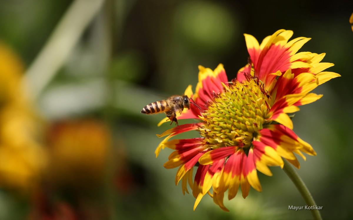 蜜蜂与花高清微距图片