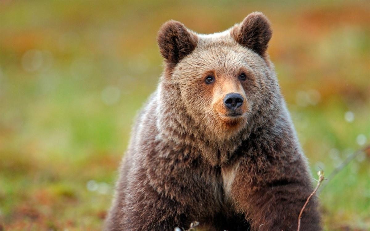 国家地理动物专辑图片