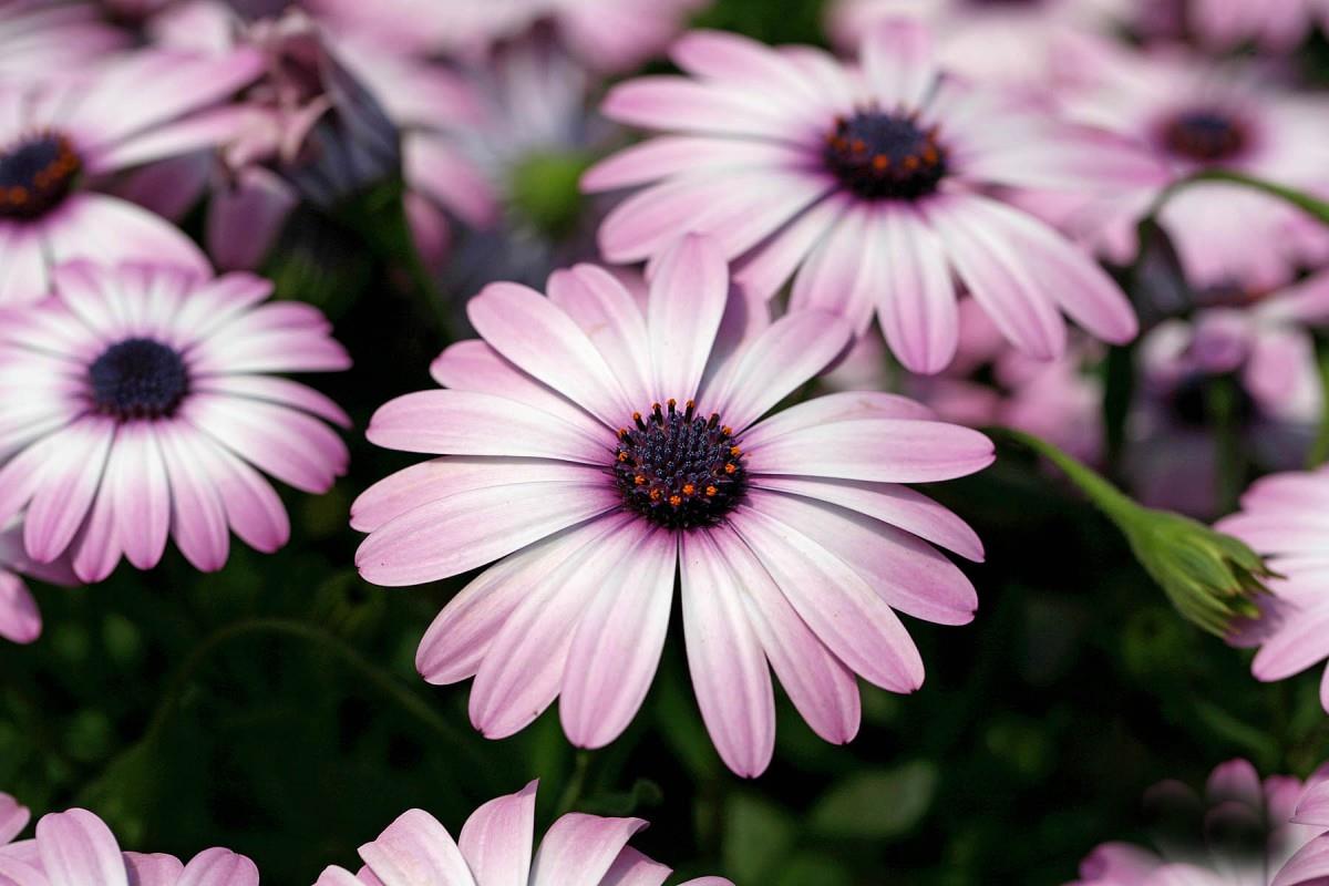 南非万寿菊图片大全