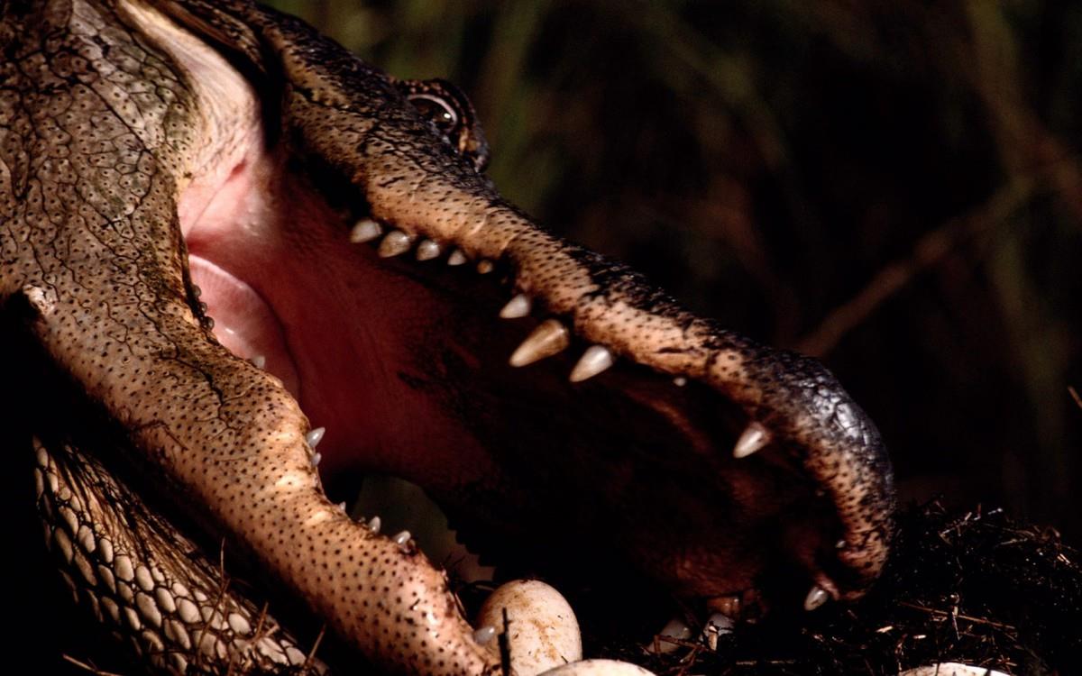 国家地理动物专辑图片