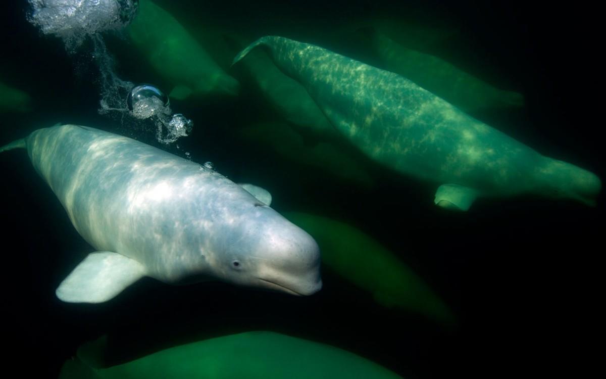 国家地理动物专辑图片