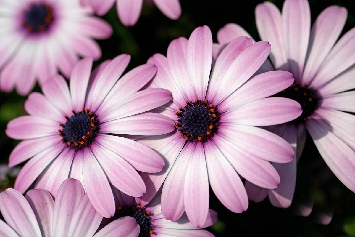 南非万寿菊图片大全