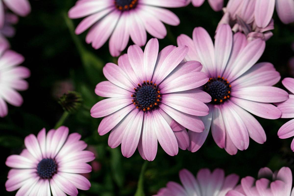 南非万寿菊图片大全