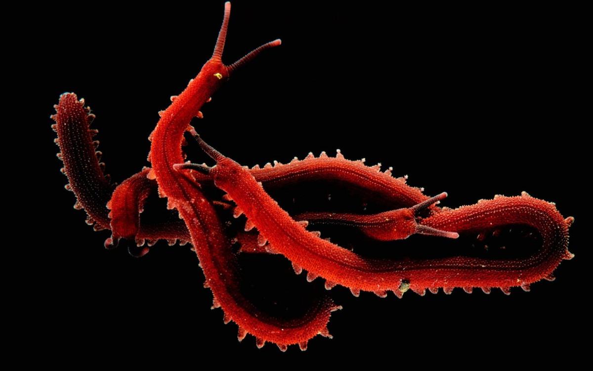 国家地理动物专辑图片