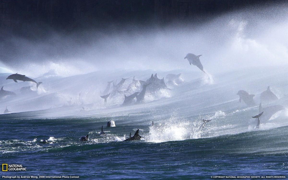 国家地理动物专辑图片