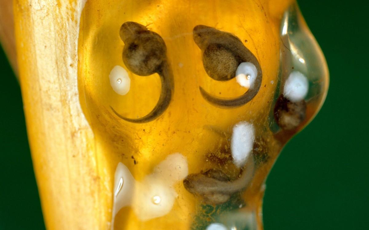 国家地理动物专辑图片