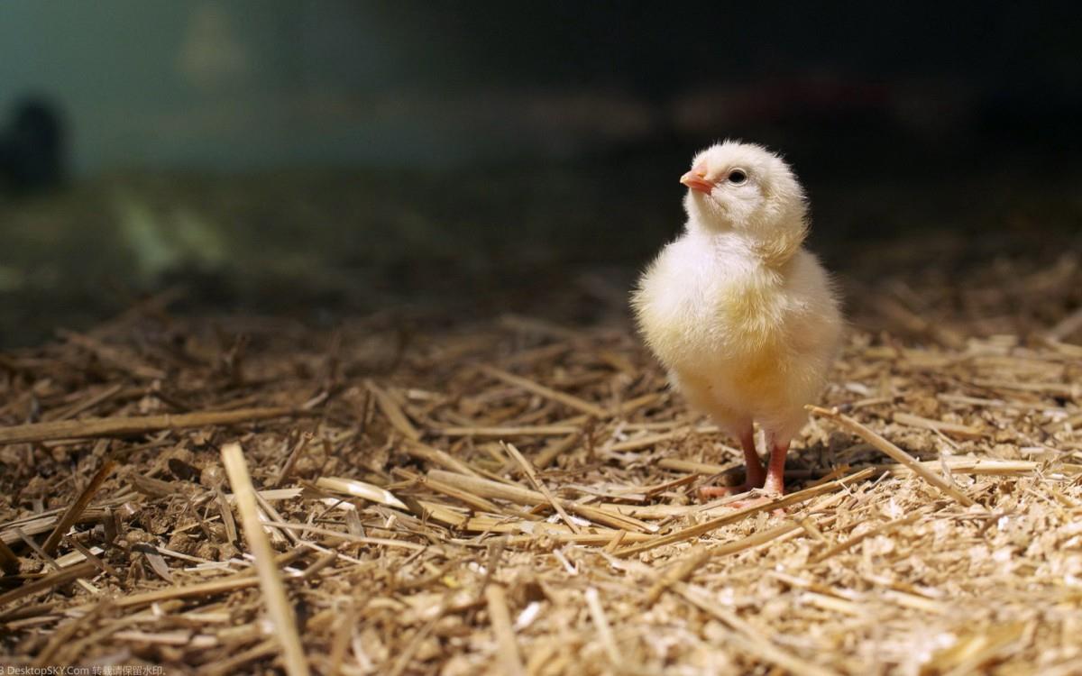 稚嫩可爱的小鸡图片