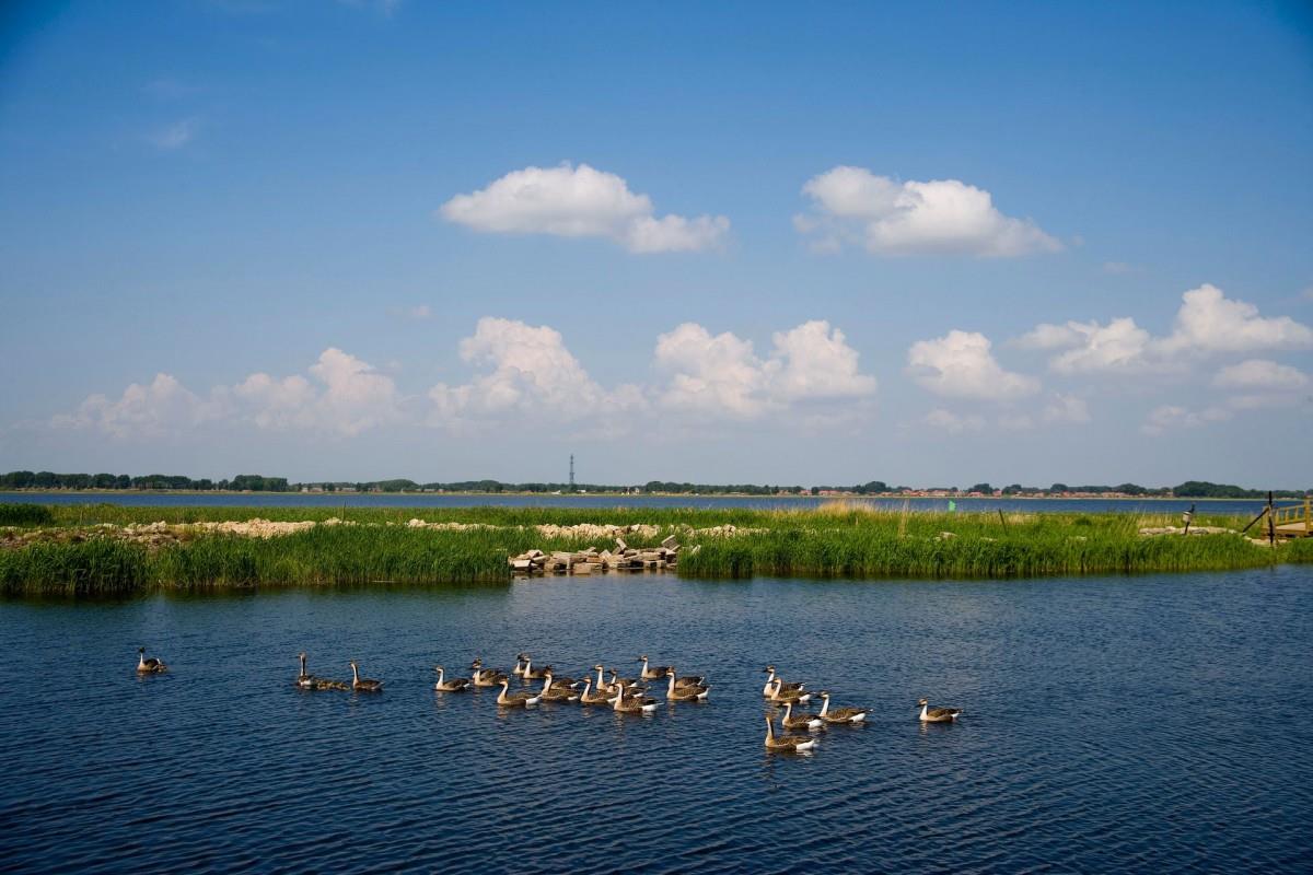 齐齐哈尔扎龙自然保护区风景图片大全
