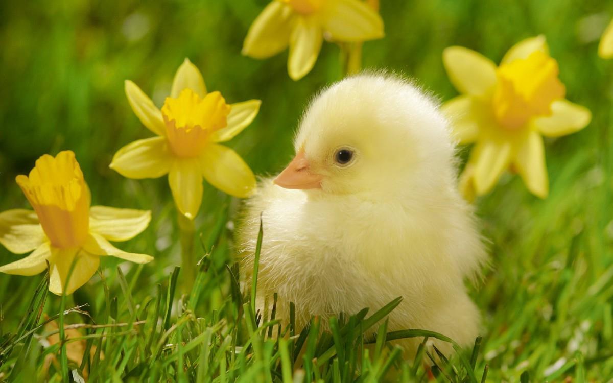 稚嫩可爱的小鸡图片