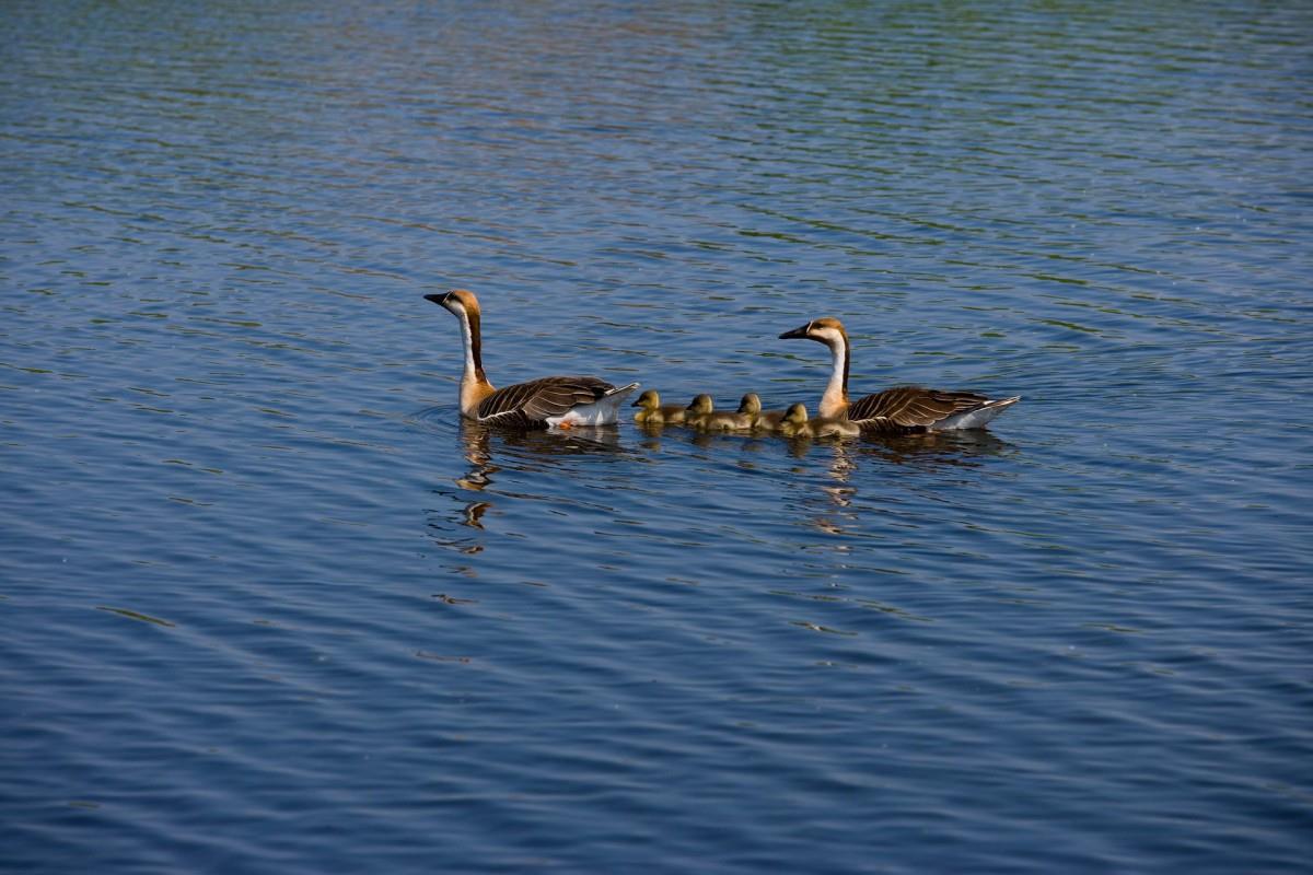 齐齐哈尔扎龙自然保护区风景图片大全