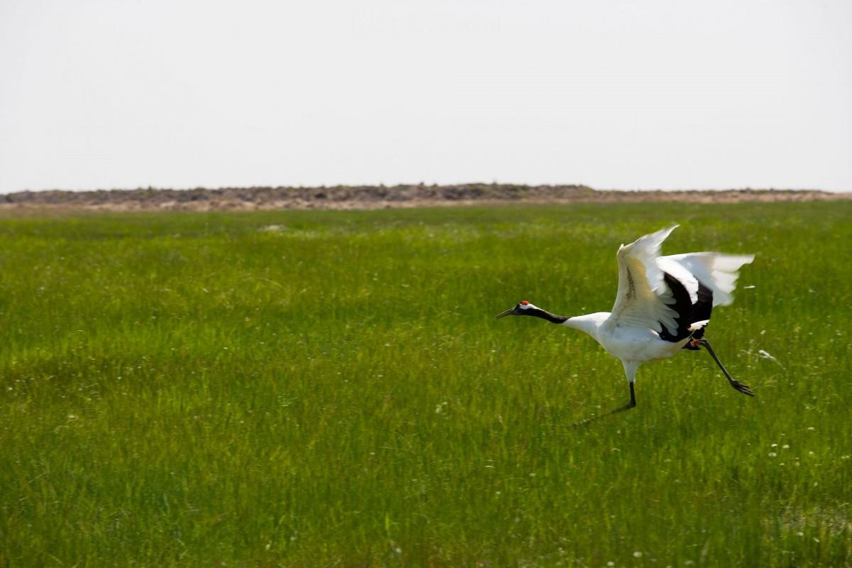 齐齐哈尔扎龙自然保护区风景图片大全