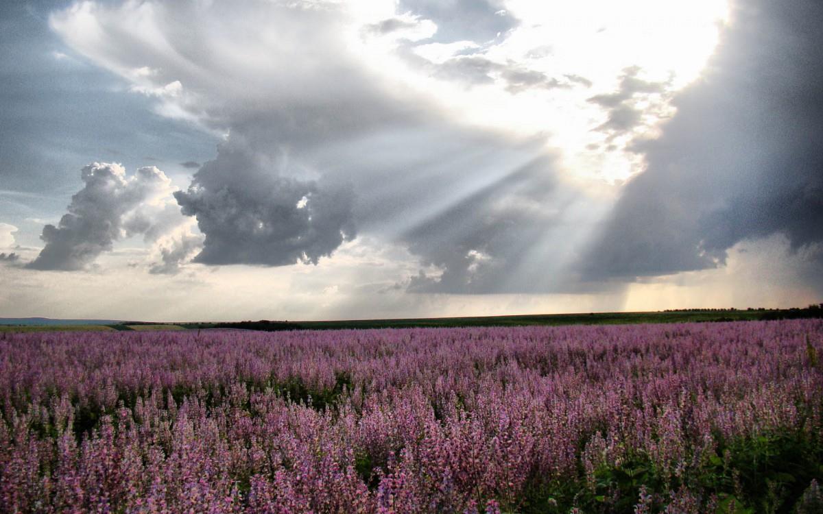 薰衣草花海花语图片
