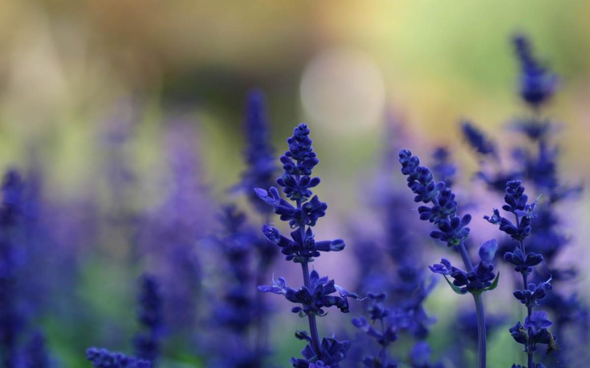 薰衣草花海花语图片