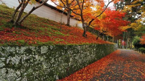 枫叶红叶满地风景图片