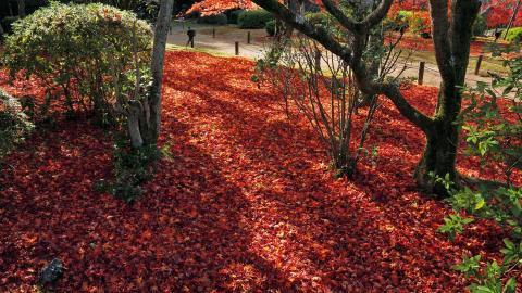 枫叶红叶满地风景图片