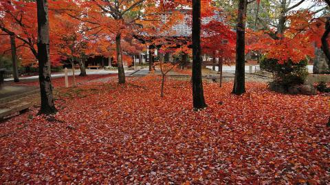 枫叶红叶满地风景图片