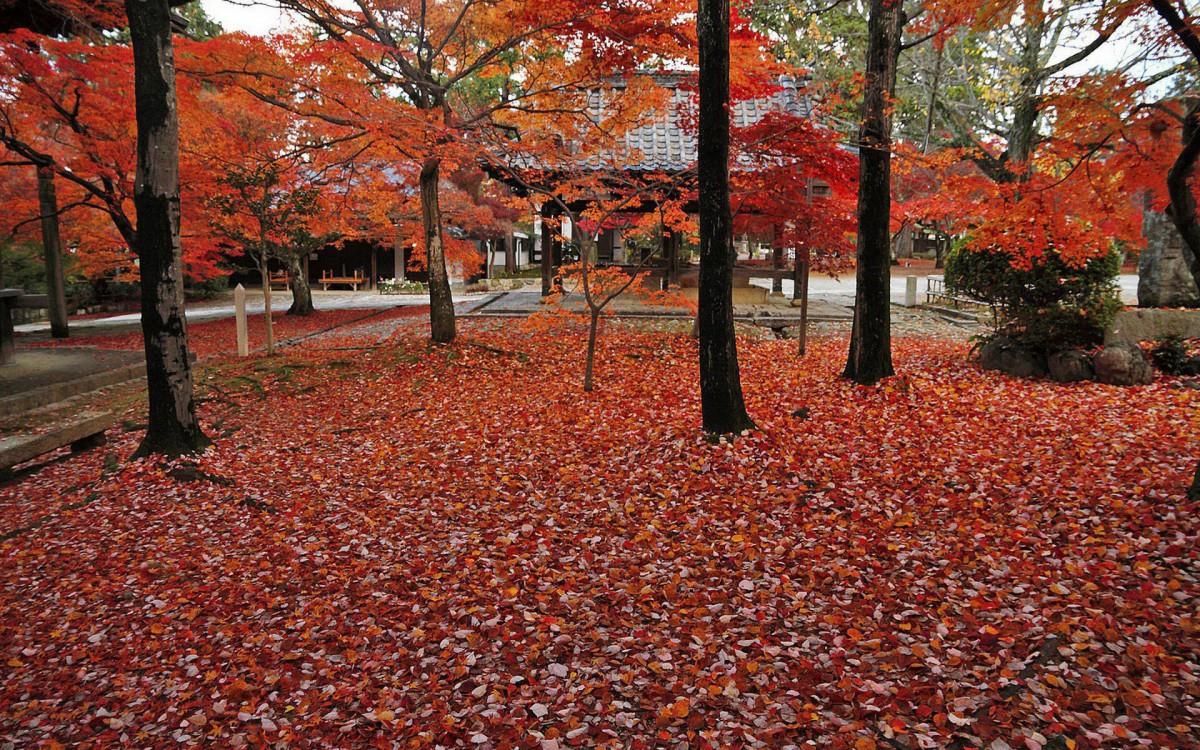枫叶红叶满地风景图片
