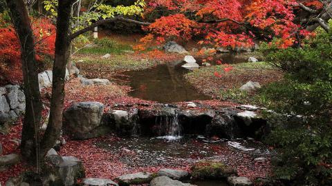 枫叶红叶满地风景图片