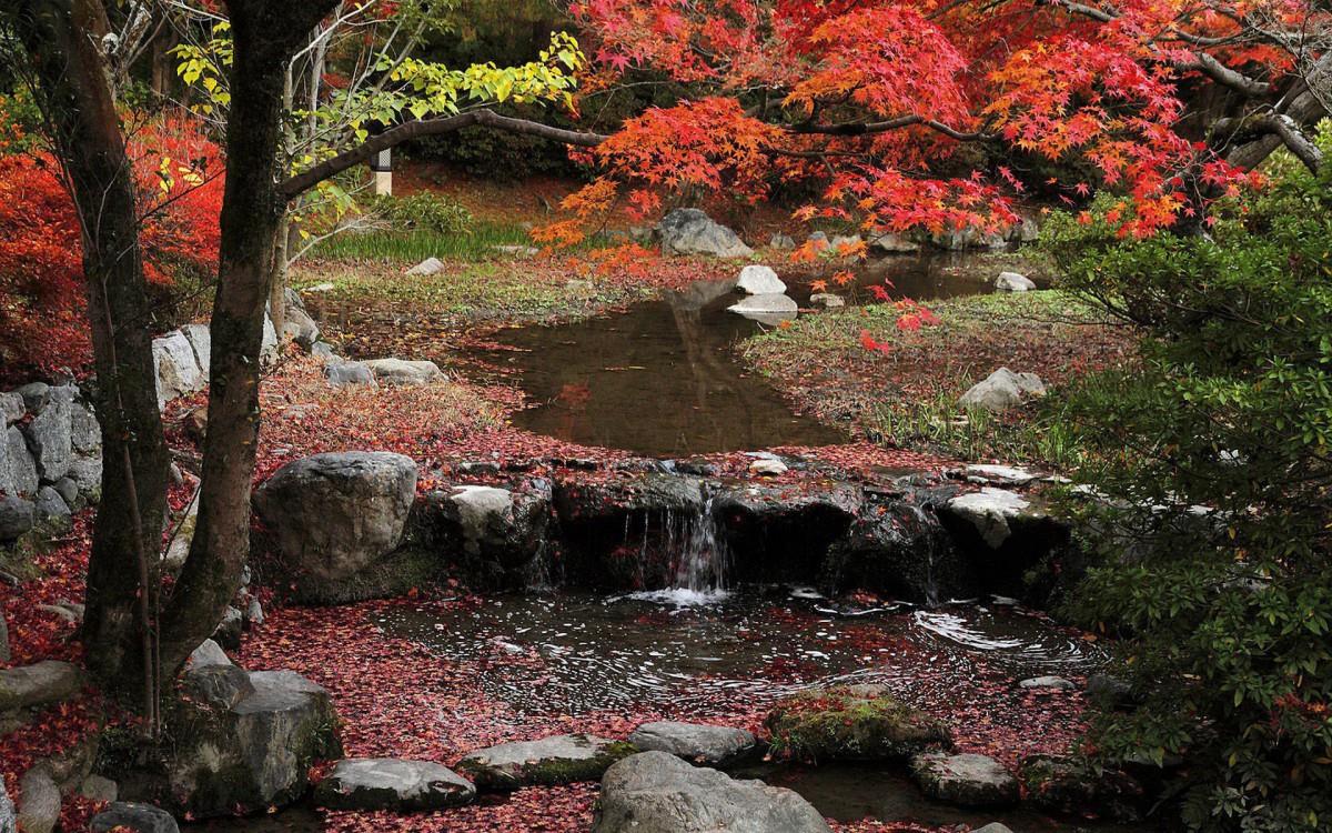 枫叶红叶满地风景图片