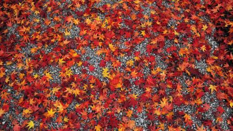 枫叶红叶满地风景图片