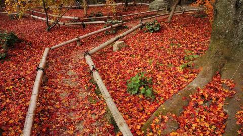 枫叶红叶满地风景图片