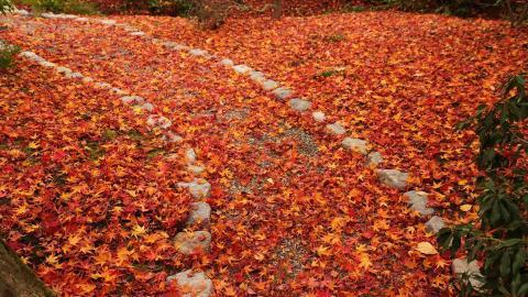 枫叶红叶满地风景图片