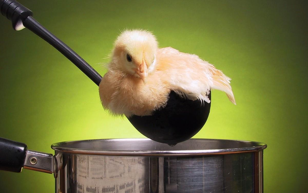 稚嫩可爱的小鸡图片