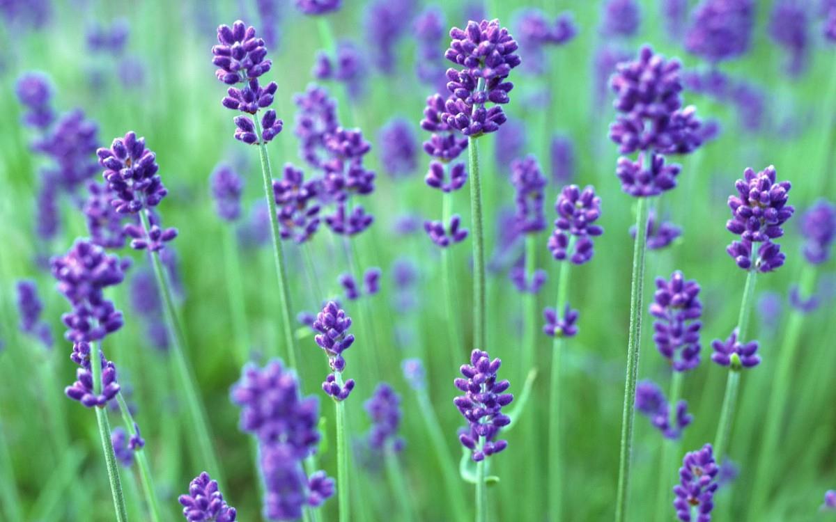 薰衣草花海花语图片