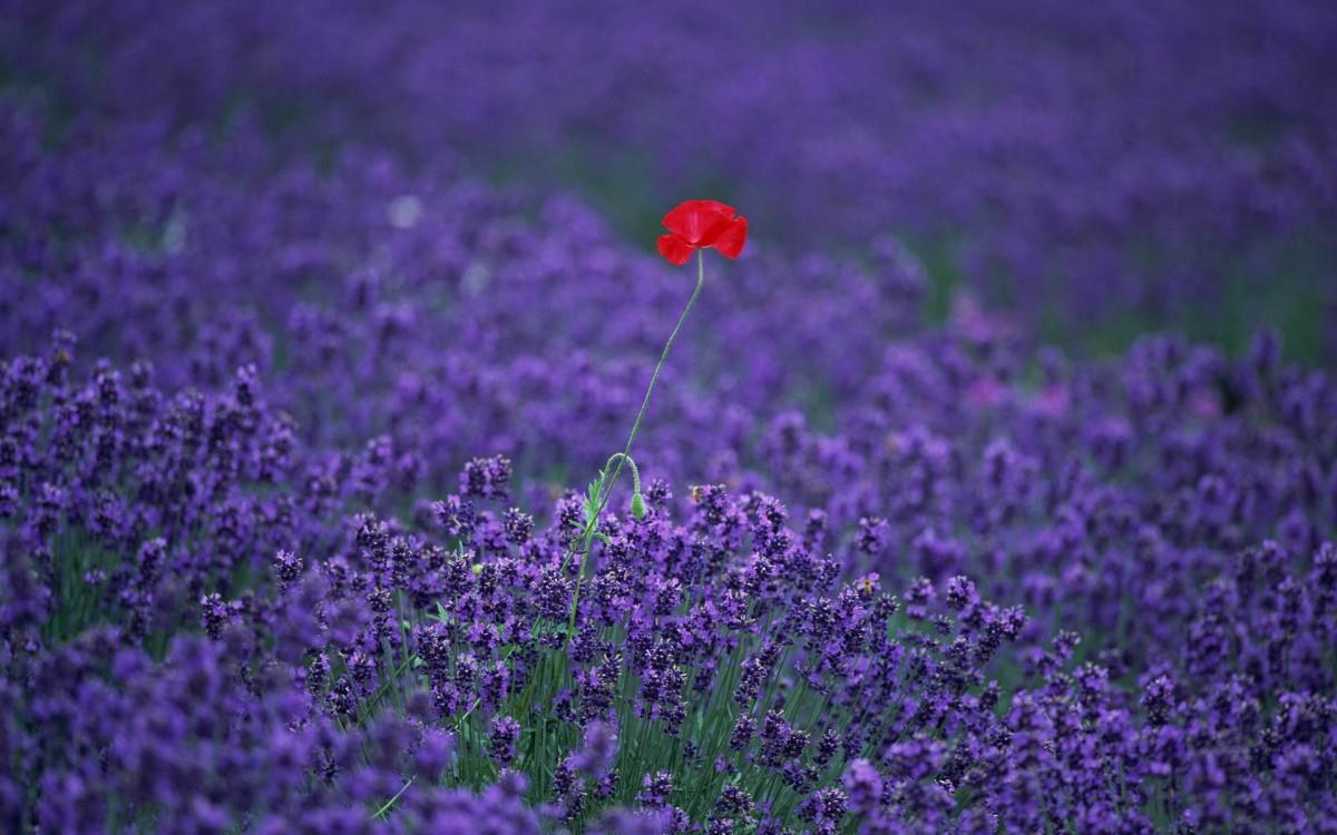 薰衣草花海花语图片