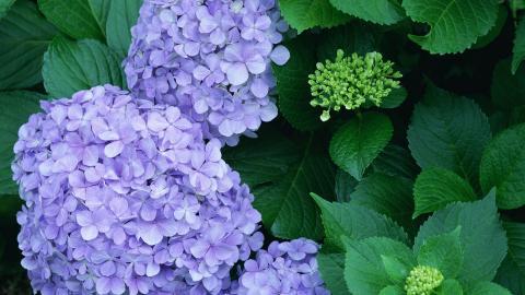 好看的紫色花丛图片大全