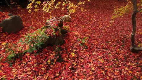 枫叶红叶满地风景图片