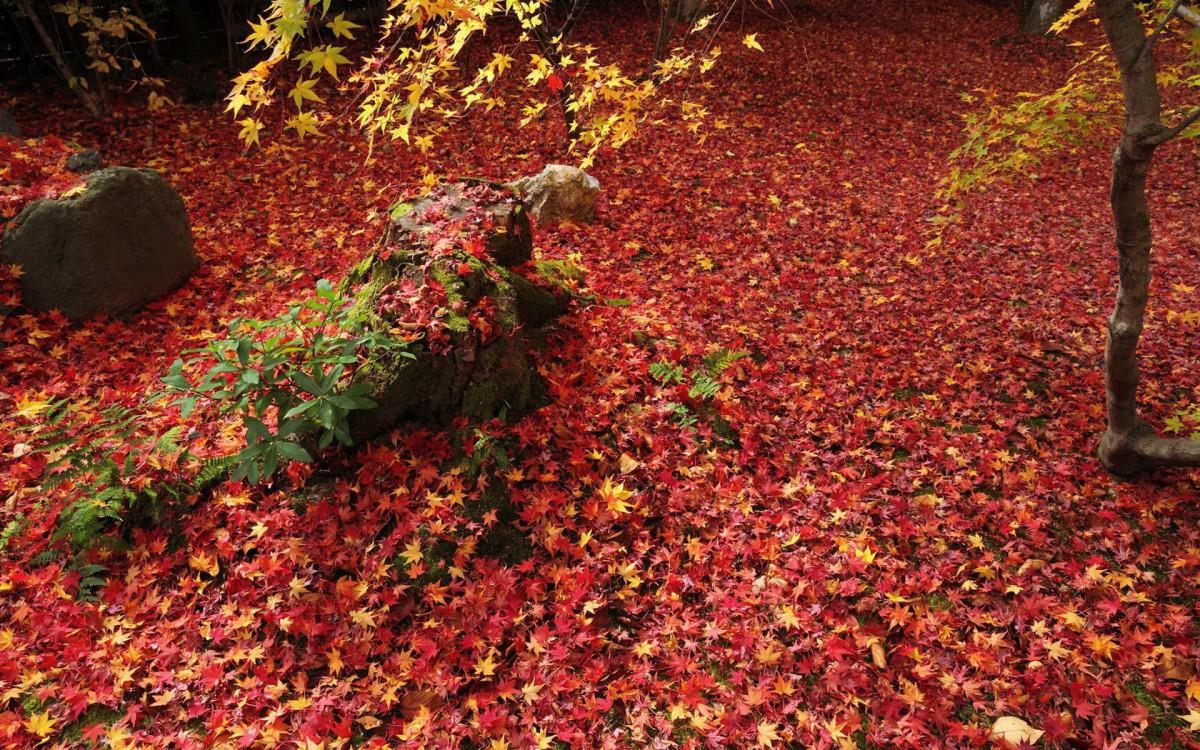 枫叶红叶满地风景图片