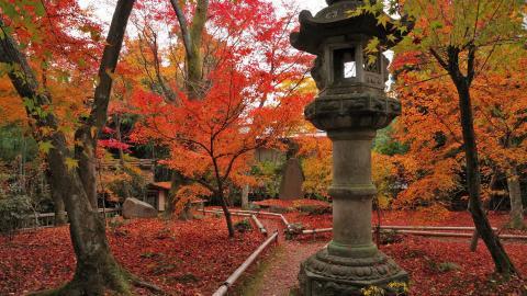 枫叶红叶满地风景图片