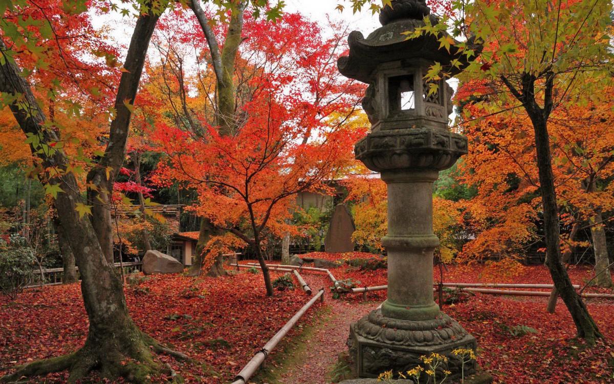 枫叶红叶满地风景图片