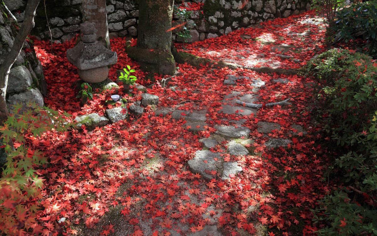 枫叶红叶满地风景图片
