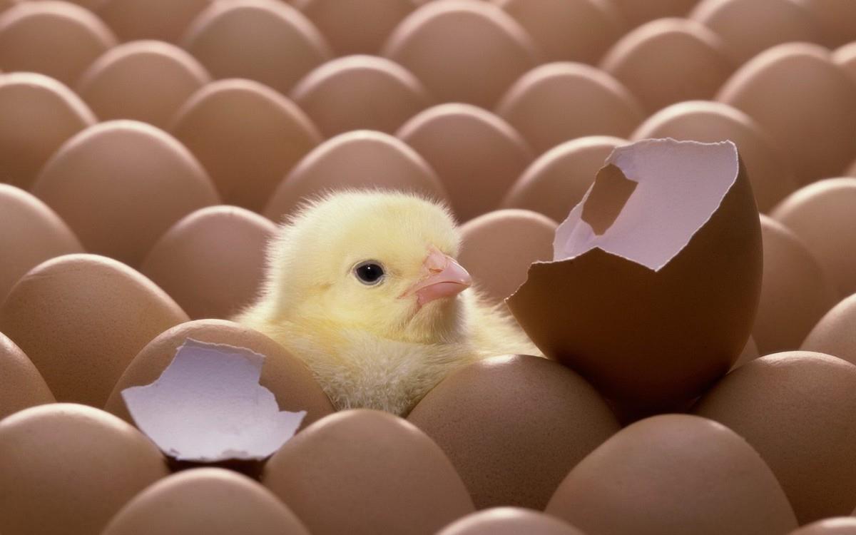 稚嫩可爱的小鸡图片