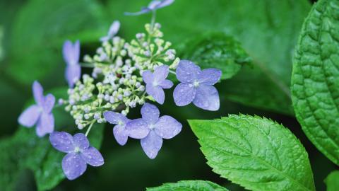 好看的紫色花丛图片大全