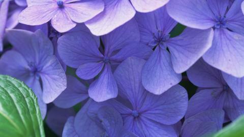 好看的紫色花丛图片大全