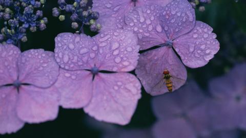 好看的紫色花丛图片大全