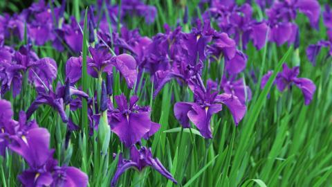 好看的紫色花丛图片大全