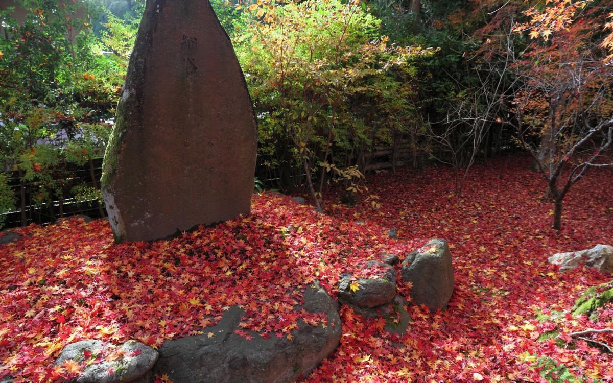 枫叶红叶满地风景图片