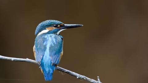 高清翠鸟特写图片