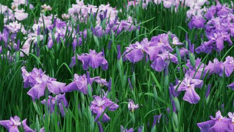 好看的紫色花丛图片大全