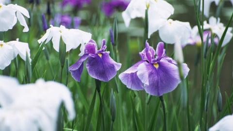 好看的紫色花丛图片大全