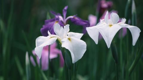 好看的紫色花丛图片大全