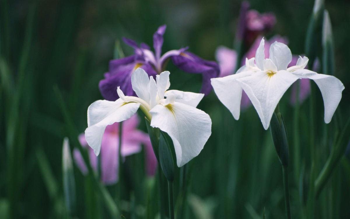 好看的紫色花丛图片大全