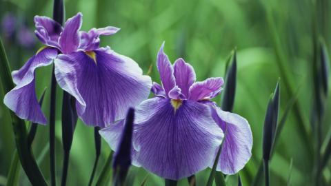 好看的紫色花丛图片大全