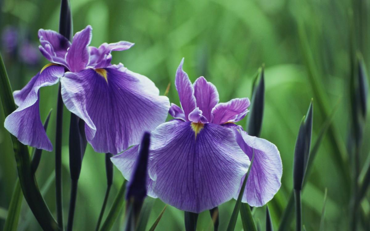 好看的紫色花丛图片大全