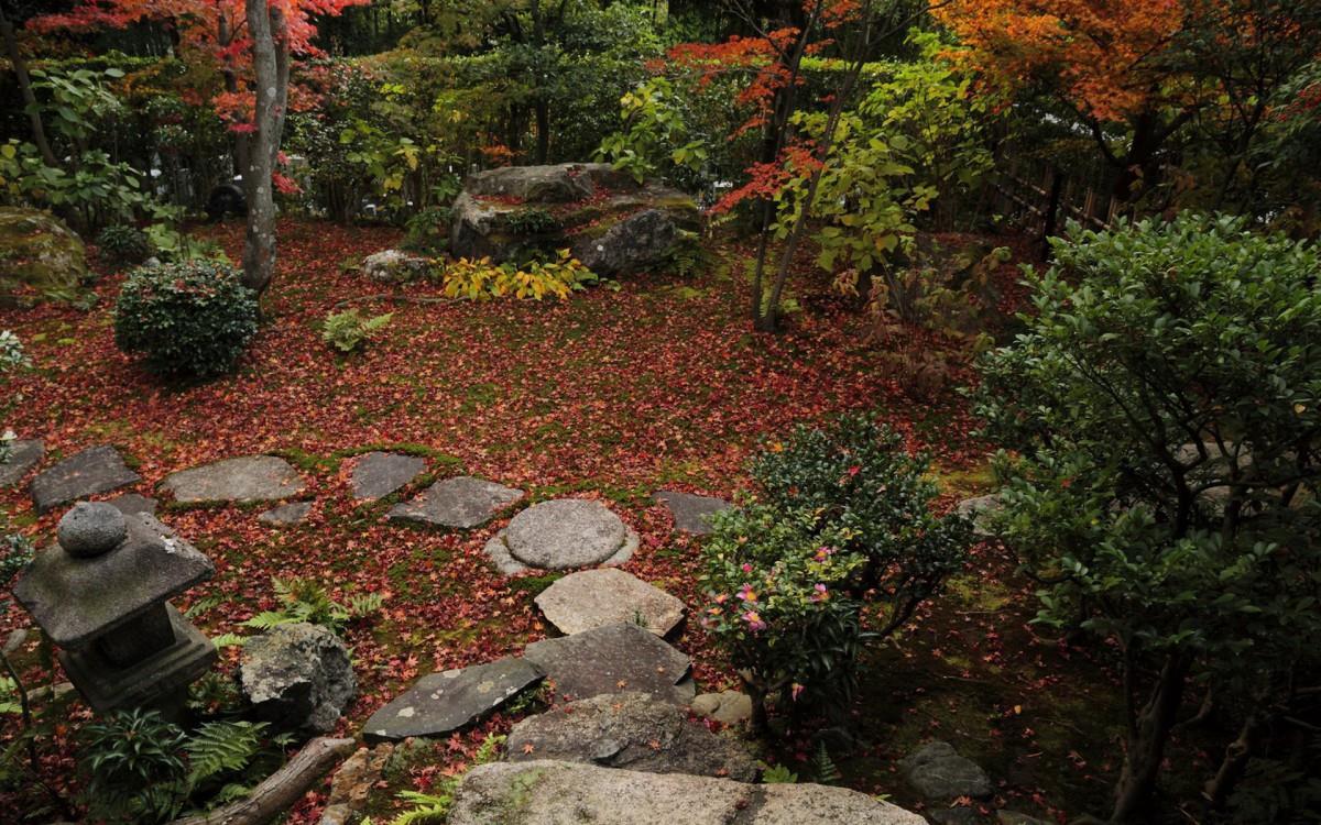 枫叶红叶满地风景图片